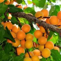 فروش‌کود‌اُرگانیک‌،نهال‌،خاک‌استرلیزه‌و‌بدون‌آفت