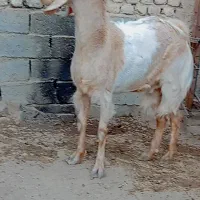 بز.|حیوانات مزرعه|زابل, |دیوار