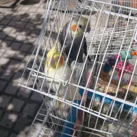 عروس‌هلندی با قفس