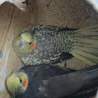 جفت عروس هلندی