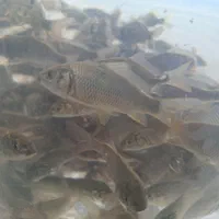 بچه ماهیان گرم ابی|ماهی|کرمان, |دیوار