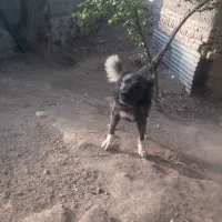 سگ گله شاهسون