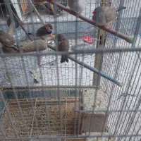 فنچ|پرنده|ری, شهید غیوری (ابن باویه)|دیوار