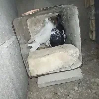 کبوتر