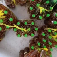 محصولات طبیعی ارسال رایگان کیفیت و قیمت مناسب