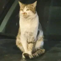 گربه گمشده|حیوانات|شیراز, قصرالدشت|دیوار