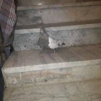 ماده سینه مشکی|پرنده|مشهد, شهرک مهرگان|دیوار