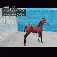 اسب مادیان کرد|اسب و تجهیزات اسبسواری|بوشهر, |دیوار