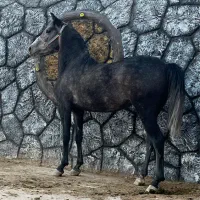 سه راس مادیان و کره مادیان درجه یک