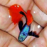 گوپی