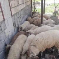 گوسفند زنده