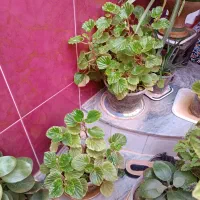 گل های آپارتمانی.باخرید3تا گلدون یدونه جایزه بگیر|گل و گیاه طبیعی|نورآباد, |دیوار
