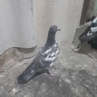 کفتر جوجه پرشی