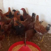 مرغ و خروس نیمچه محلی|حیوانات مزرعه|گالیکش, |دیوار