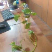 استخدام نیروی خدمات