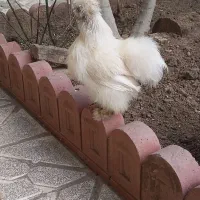 مرغ ابریشمی