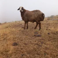 قوچ|حیوانات مزرعه|مشگین شهر, |دیوار