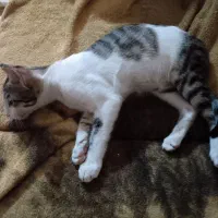 بچه گربه4ماهه