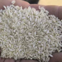 برنج عنبربو|خوردنی و آشامیدنی|شوشتر, |دیوار