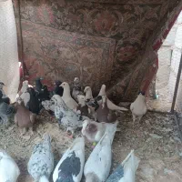 کفترفروشی|پرنده|سلیمان, |دیوار