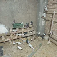 کفتر چادری رنگی