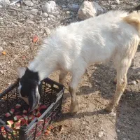 گوسفند|حیوانات مزرعه|بندرعباس, |دیوار