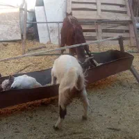 بز بزغاله 11راس|حیوانات مزرعه|پیشوا, |دیوار