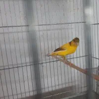 تعدادی قناری نر بخون|پرنده|فردیس, شهرک شهید حسینی|دیوار