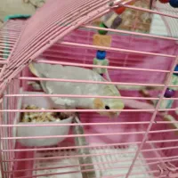 عروس هلندی ماده|پرنده|صومعهسرا, |دیوار