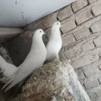 کبوتر یک جفت