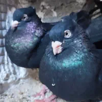 کبوتر زاغ