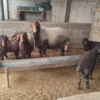 قوچ افشاری|حیوانات مزرعه|تاتار علیا, |دیوار