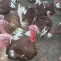 بوقلمون نر و ماده