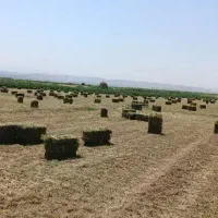 یونجه نازک و پربرگ