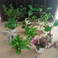 گل دیفن سانسوریاپتوس یوکاقاشقی شفلراووسیله|گل و گیاه طبیعی|اسلام‌‌آباد غرب, |دیوار