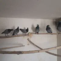 کبوترسبز دوخط  پلاکی|پرنده|اصفهان, عسگریه|دیوار