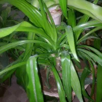 گل سوسن ۷ساله|گل و گیاه طبیعی|یزد, |دیوار