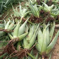 فروش پاجوش آلوئهورا جهت کاشت در گلخانه ها