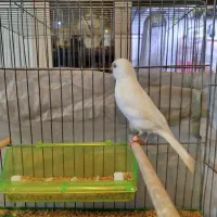 فروش قناری نر|پرنده|فردیس, شهرک شهید حسینی|دیوار