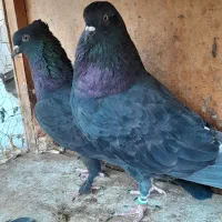 سلام به همه دوستان چند جفت کفتر ساعت بالای 7ساعت