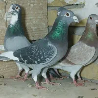 کفترپلاکی مسافتی  یهودی|پرنده|شال, |دیوار