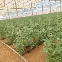 نیاز به نیروی کار آقا جهت کار در گلخانه