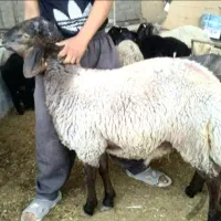 گوسفندکشتنی زیر ۱سال شیشک‌نزاییده قیمت منصفانه