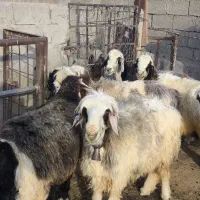 میش|حیوانات مزرعه|بهبهان, |دیوار