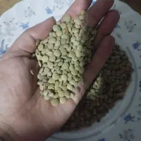 عدس کالپوش و نخود