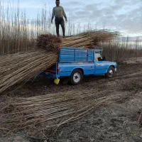 ارائه انواع نهال صنوبر ونهال میوه|خدمات باغبانی و درختکاری|نورآباد ممسنی, |دیوار