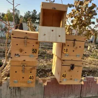 لانه مخصوص انواع طوطی