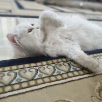 گربه|گربه|زرند, |دیوار