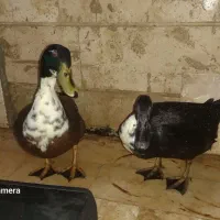 اردک محلی نر و ماده تخم گذار