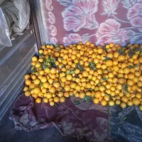 پرتقال تامسون شمال برداشت از باغات شمال